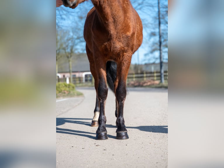 Andere Rassen Ruin 6 Jaar in GROTE-BROGEL