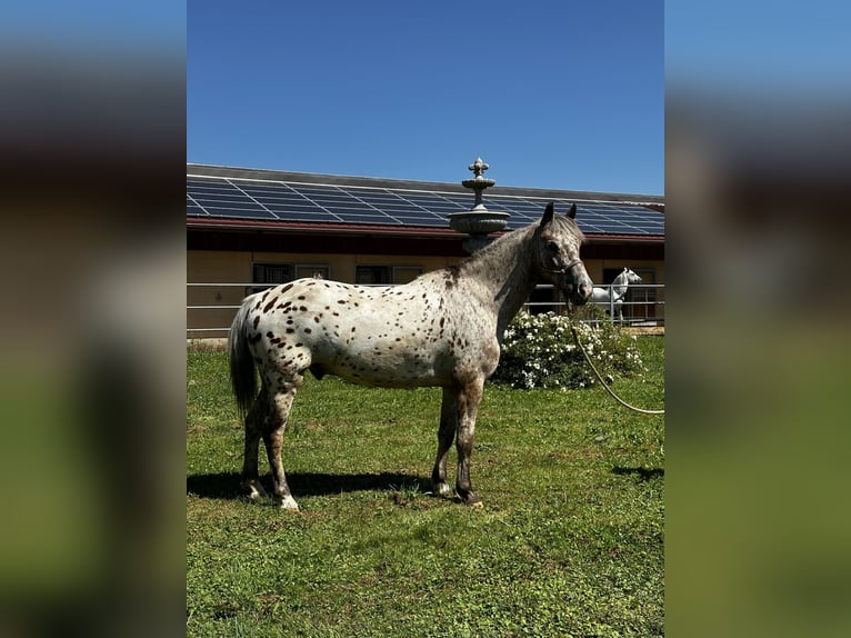 Andere Rassen Ruin 7 Jaar 136 cm Appaloosa in AchstettenAchstetten