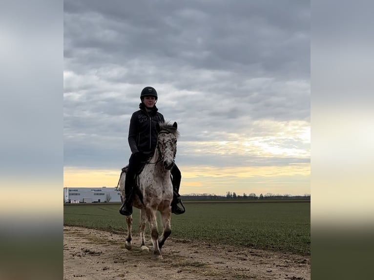 Andere Rassen Ruin 7 Jaar 136 cm Appaloosa in AchstettenAchstetten