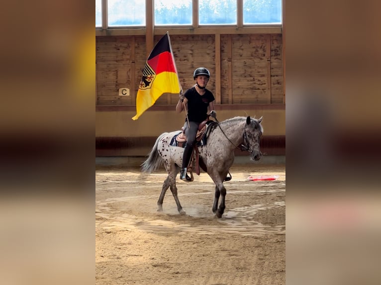 Andere Rassen Ruin 7 Jaar 136 cm Appaloosa in AchstettenAchstetten