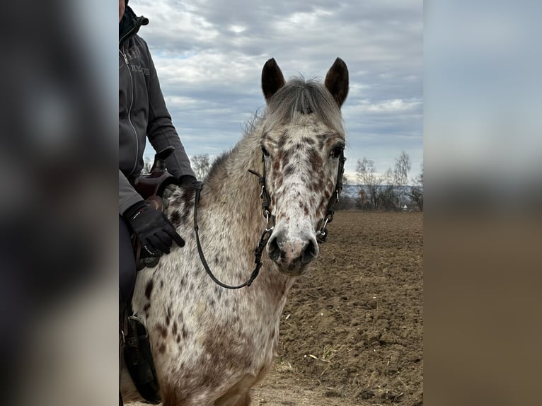 Andere Rassen Ruin 7 Jaar 136 cm Appaloosa in AchstettenAchstetten