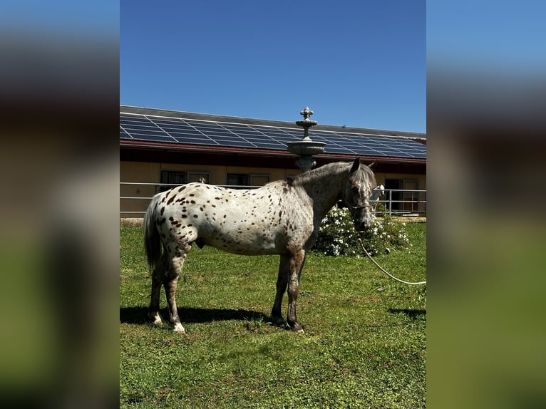 Andere Rassen Ruin 7 Jaar 136 cm Appaloosa in AchstettenAchstetten