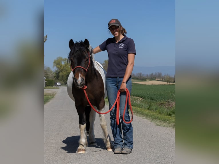 Andere Rassen Ruin 7 Jaar 138 cm Gevlekt-paard in Kappelen