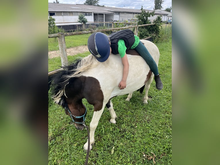 Andere Rassen Ruin 7 Jaar 138 cm Gevlekt-paard in Kappelen