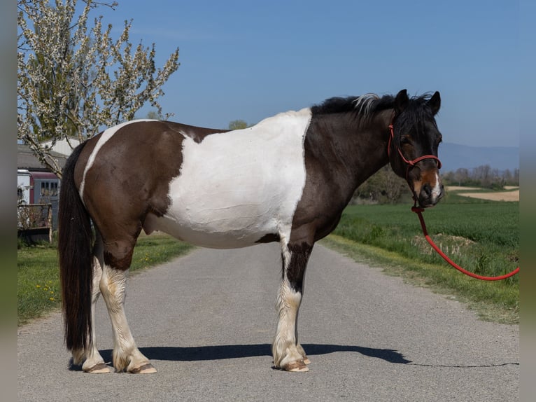 Andere Rassen Ruin 7 Jaar 138 cm Gevlekt-paard in Kappelen