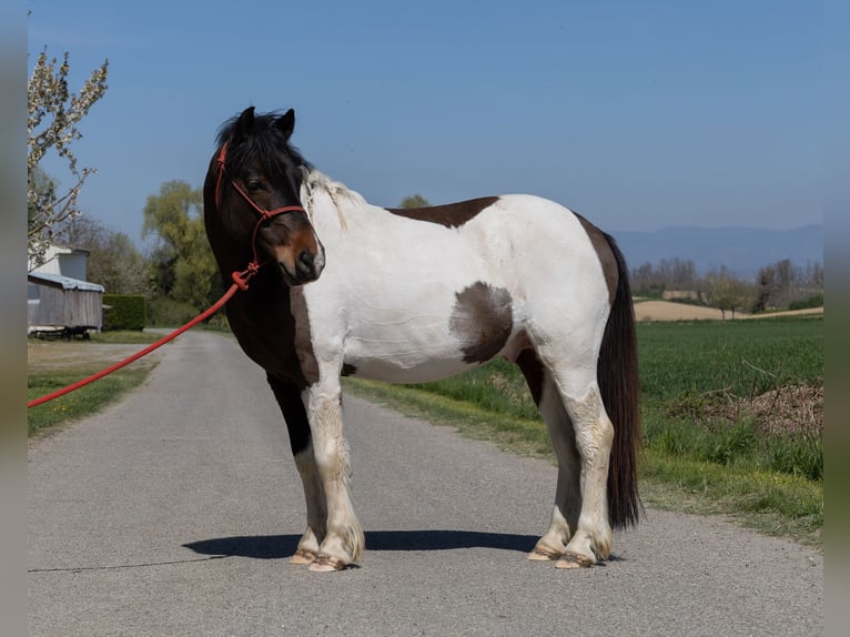 Andere Rassen Ruin 7 Jaar 138 cm Gevlekt-paard in Kappelen