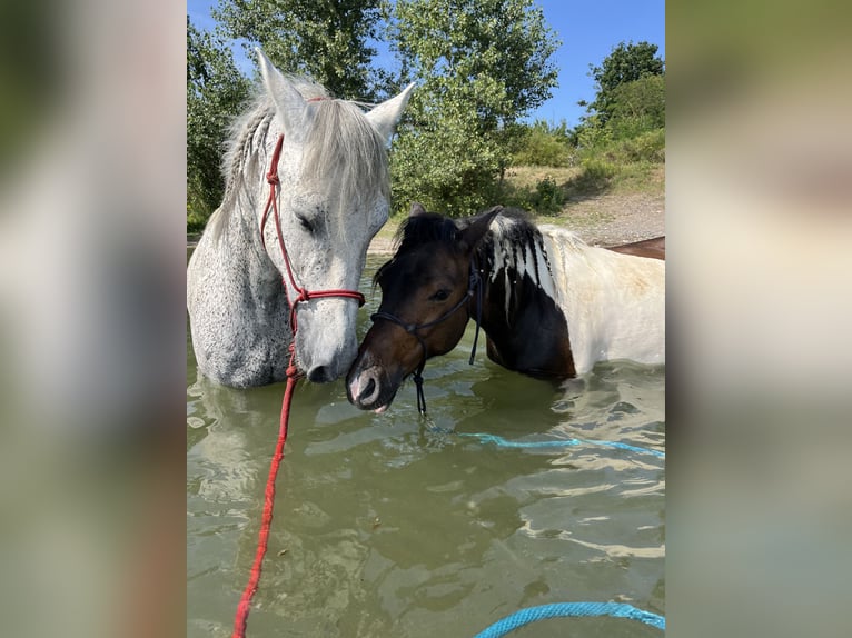 Andere Rassen Ruin 7 Jaar 138 cm Gevlekt-paard in Kappelen