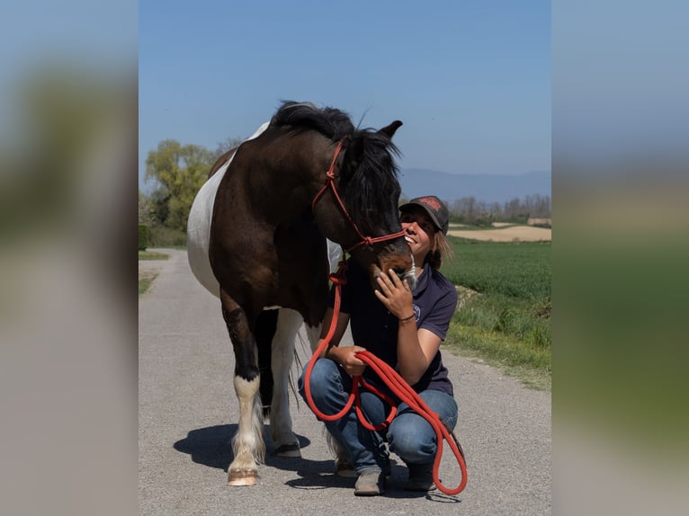 Andere Rassen Ruin 7 Jaar 138 cm Gevlekt-paard in Kappelen