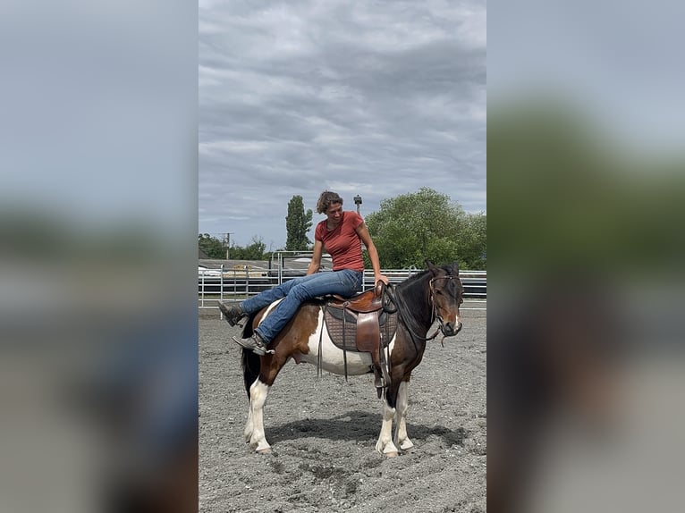 Andere Rassen Ruin 7 Jaar 138 cm Gevlekt-paard in Kappelen