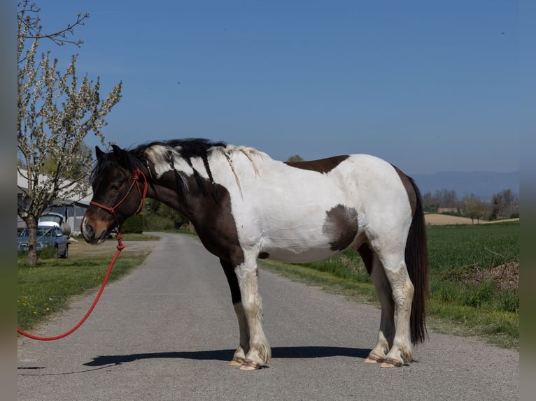 Andere Rassen Ruin 7 Jaar 138 cm Gevlekt-paard in Kappelen