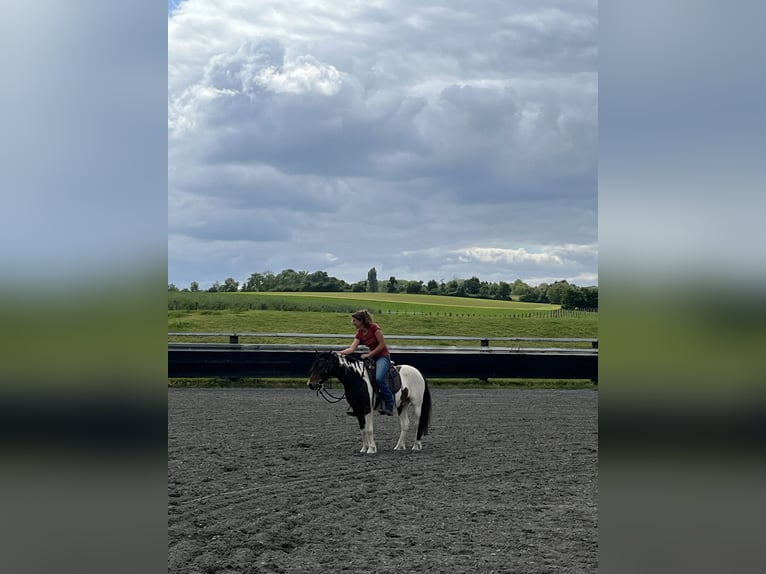 Andere Rassen Ruin 7 Jaar 138 cm Gevlekt-paard in Kappelen