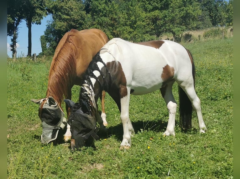 Andere Rassen Ruin 7 Jaar 138 cm Gevlekt-paard in Kappelen