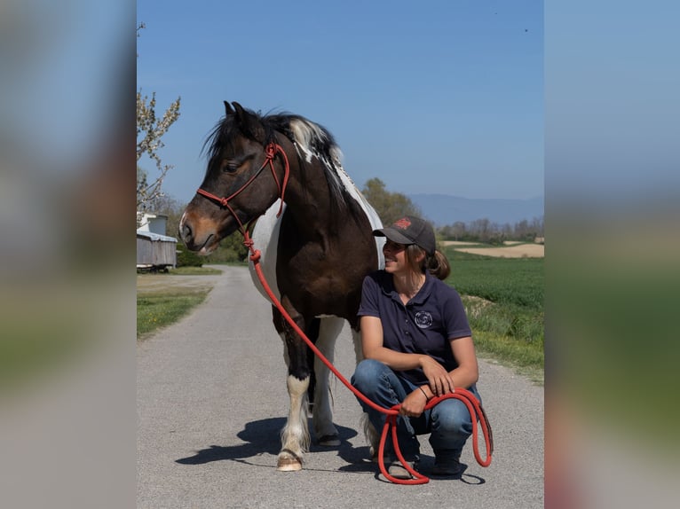 Andere Rassen Ruin 7 Jaar 138 cm Gevlekt-paard in Kappelen