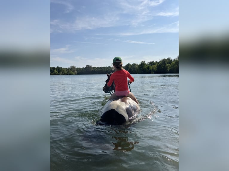 Andere Rassen Ruin 7 Jaar 138 cm Gevlekt-paard in Kappelen