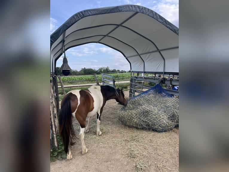Andere Rassen Ruin 7 Jaar 138 cm Gevlekt-paard in Kappelen