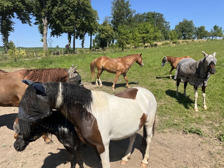 Andere Rassen Ruin 7 Jaar 138 cm Gevlekt-paard in Kappelen
