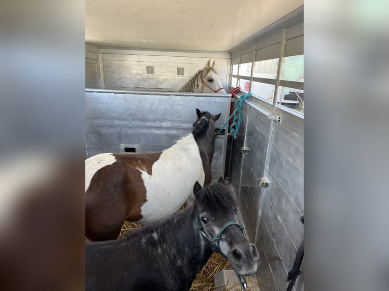 Andere Rassen Ruin 7 Jaar 138 cm Gevlekt-paard in Kappelen
