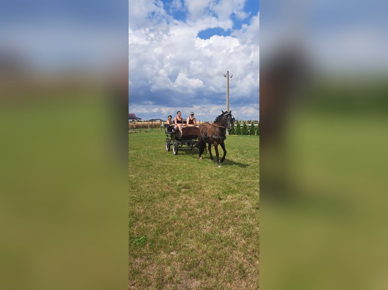 Andere Rassen Ruin 7 Jaar 143 cm Donkerbruin in Mieleszyn