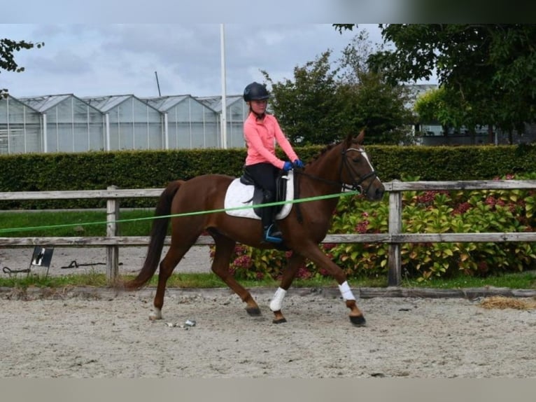 Andere Rassen Ruin 7 Jaar 143 cm Vos in GROTE-BROGEL