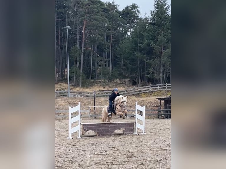 Andere Rassen Mix Ruin 7 Jaar 145 cm Palomino in Jenesien