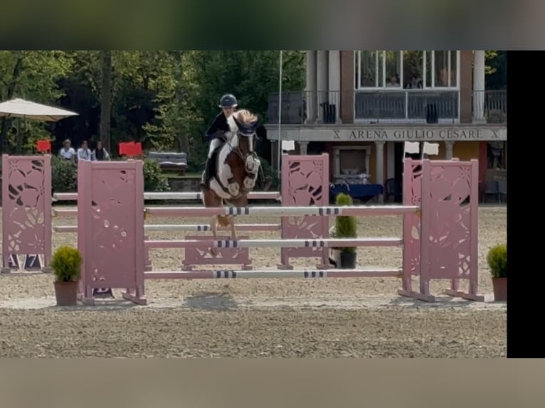 Andere Rassen Ruin 7 Jaar 146 cm Gevlekt-paard in Erharting