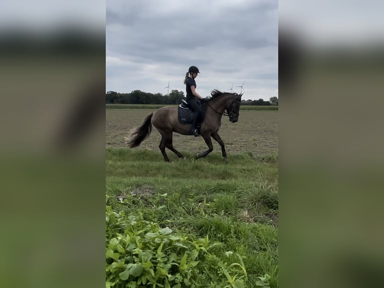 Andere Rassen Ruin 7 Jaar 147 cm Falbe in Waltrop