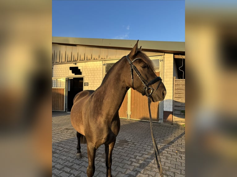 Andere Rassen Ruin 7 Jaar 147 cm Falbe in Waltrop