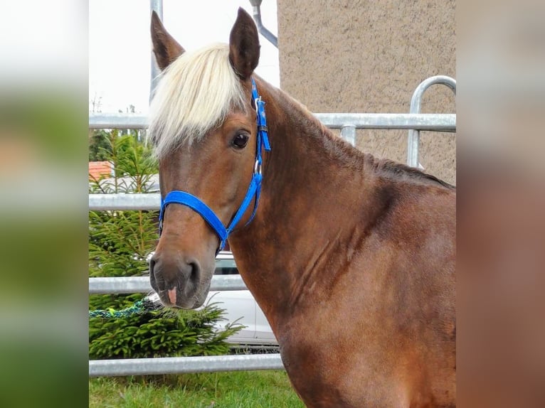 Andere Rassen Ruin 7 Jaar 148 cm Donkere-vos in Ebeleben