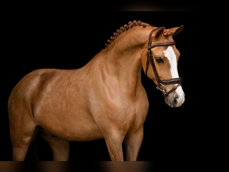 Andere Rassen Ruin 7 Jaar 148 cm Vos in Oost West en Middelbeers