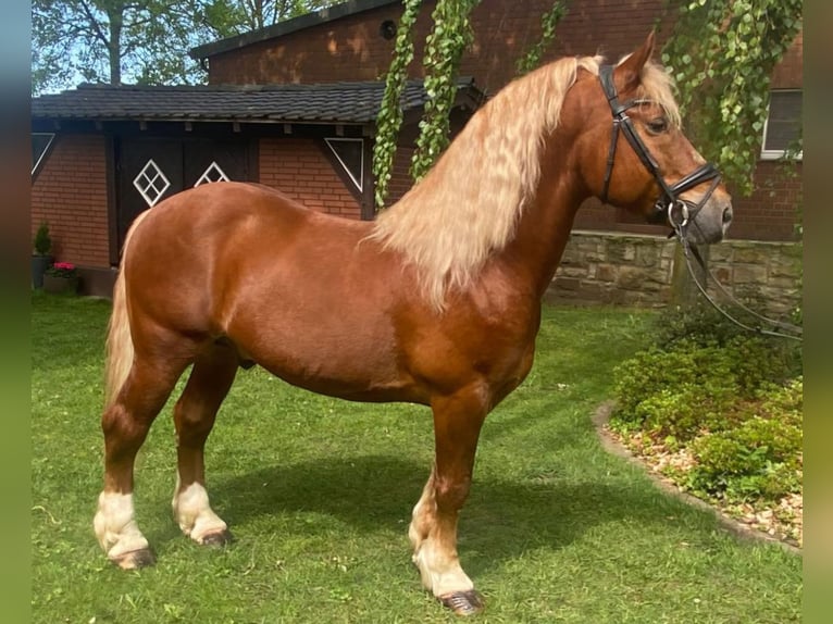 Andere Rassen Ruin 7 Jaar 153 cm Vos in Hopsten