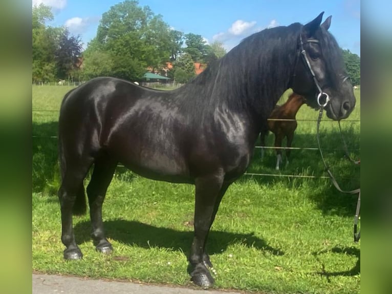 Andere Rassen Ruin 7 Jaar 156 cm Zwart in Hopsten
