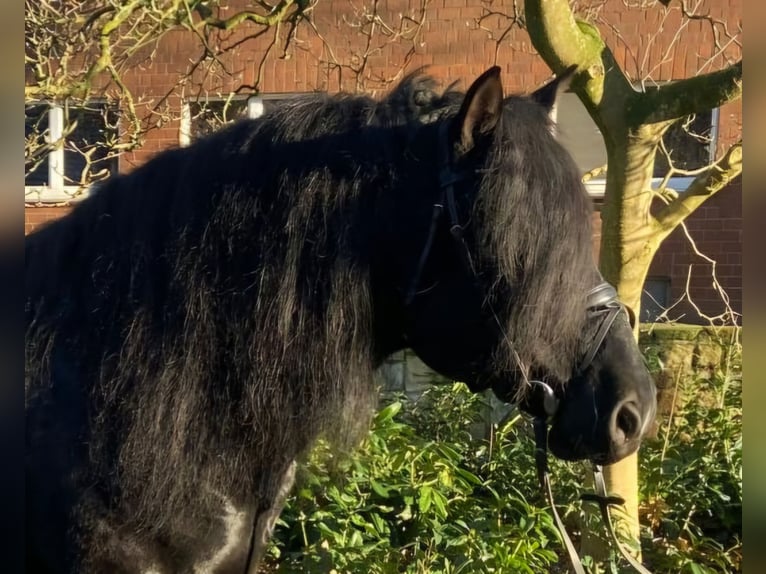 Andere Rassen Ruin 7 Jaar 158 cm Zwart in Hopsten