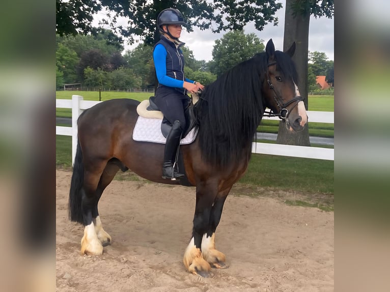 Andere Rassen Ruin 7 Jaar 160 cm Bruin in Hopsten