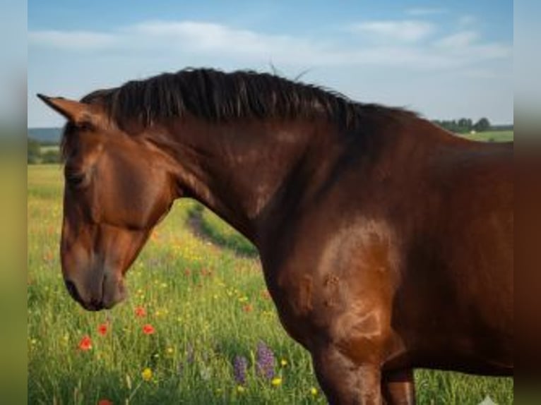 Andere Rassen Mix Ruin 7 Jaar 160 cm Roodbruin in Sevilla