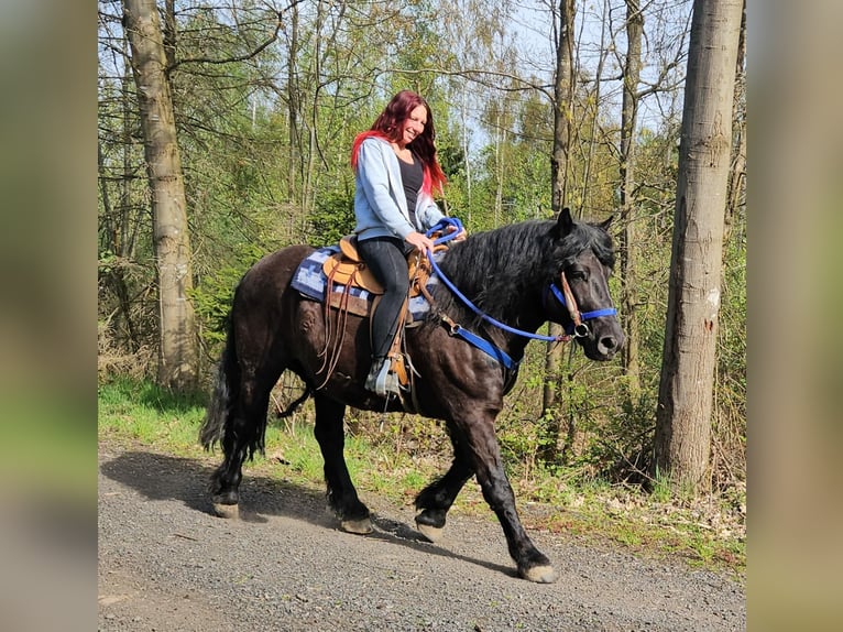 Andere Rassen Ruin 7 Jaar 160 cm Zwart in Linkenbach