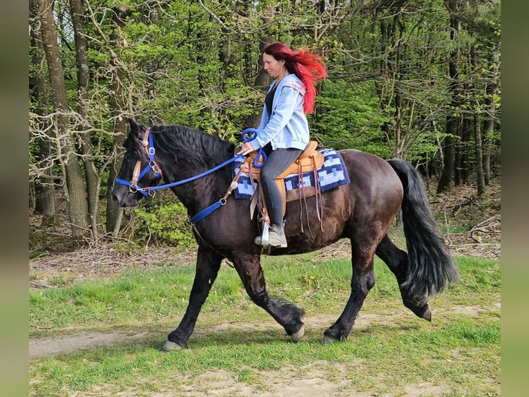Andere Rassen Ruin 7 Jaar 160 cm Zwart in Linkenbach