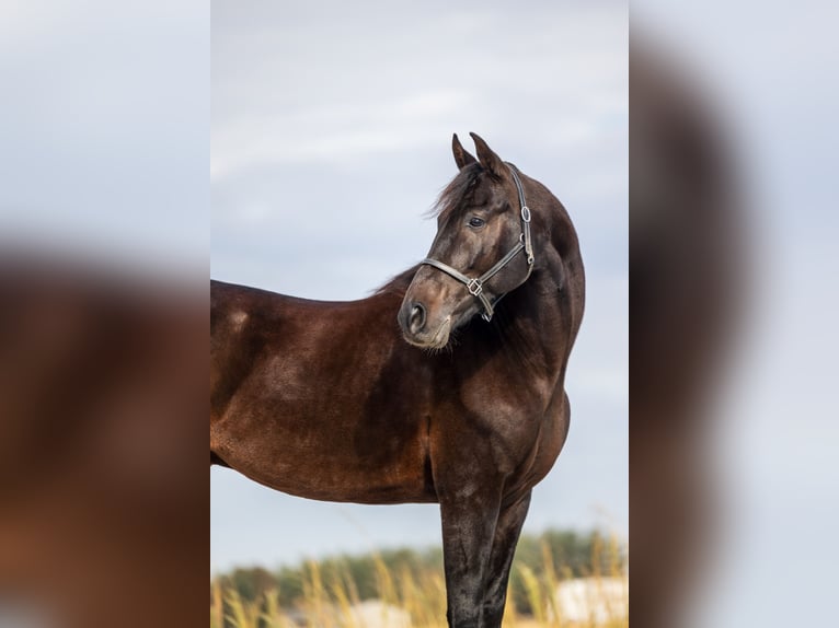 Andere Rassen Ruin 7 Jaar 163 cm Donkerbruin in Ames