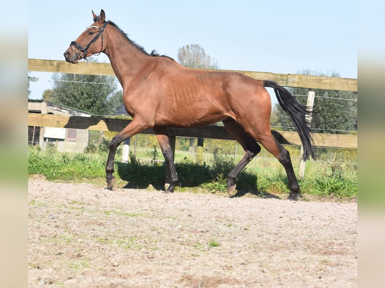 Andere Rassen Ruin 7 Jaar 165 cm Bruin in Achtmaal