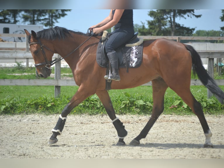 Andere Rassen Ruin 7 Jaar 168 cm Bruin in Breda