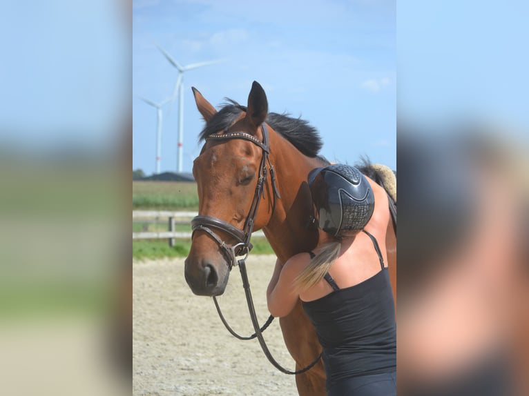 Andere Rassen Ruin 7 Jaar 168 cm Bruin in Breda