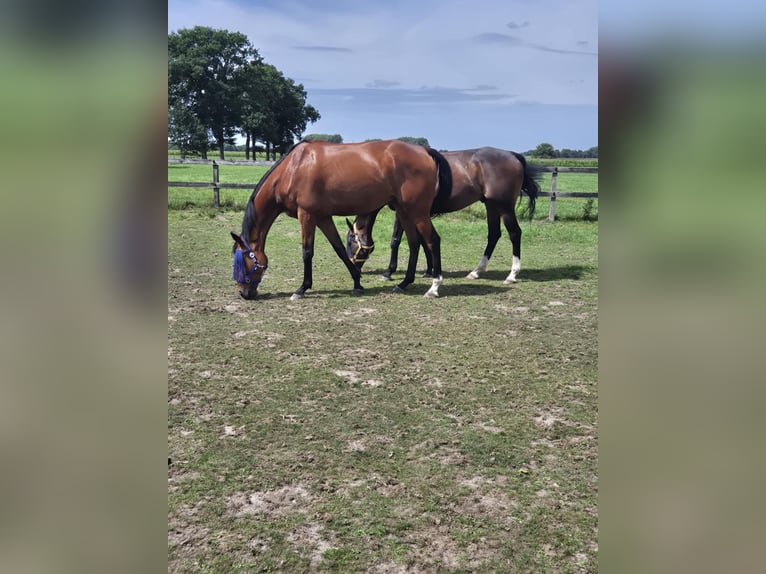 Andere Rassen Ruin 7 Jaar 168 cm Bruin in Breda