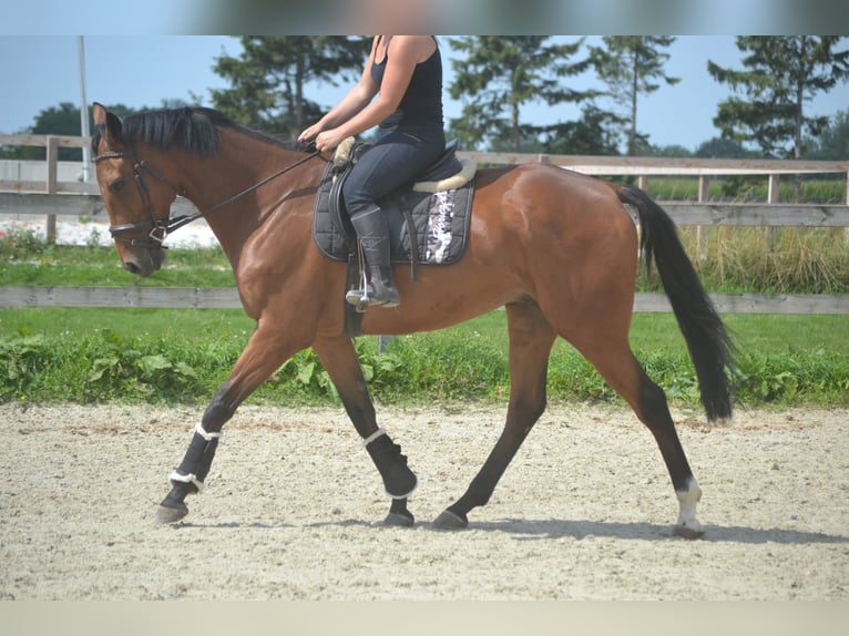 Andere Rassen Ruin 7 Jaar 168 cm Bruin in Breda