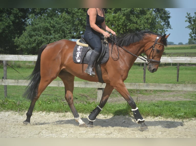 Andere Rassen Ruin 7 Jaar 168 cm Bruin in Breda