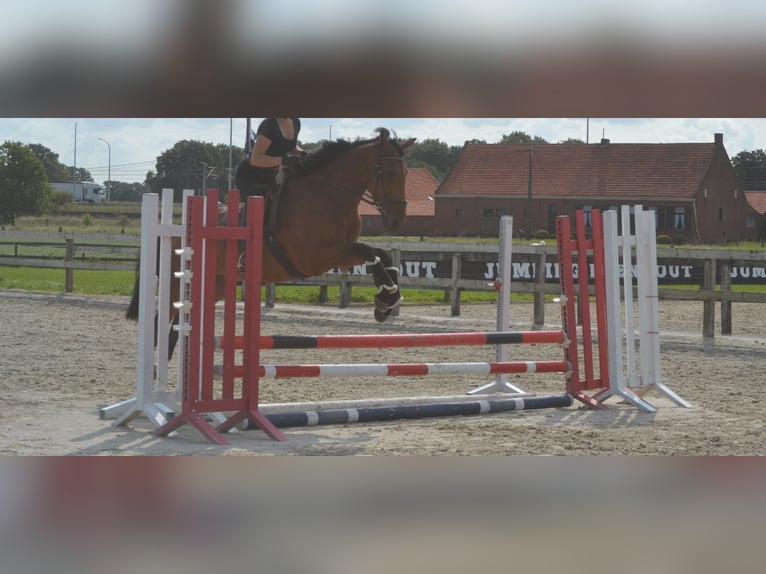 Andere Rassen Ruin 7 Jaar 168 cm Bruin in Breda
