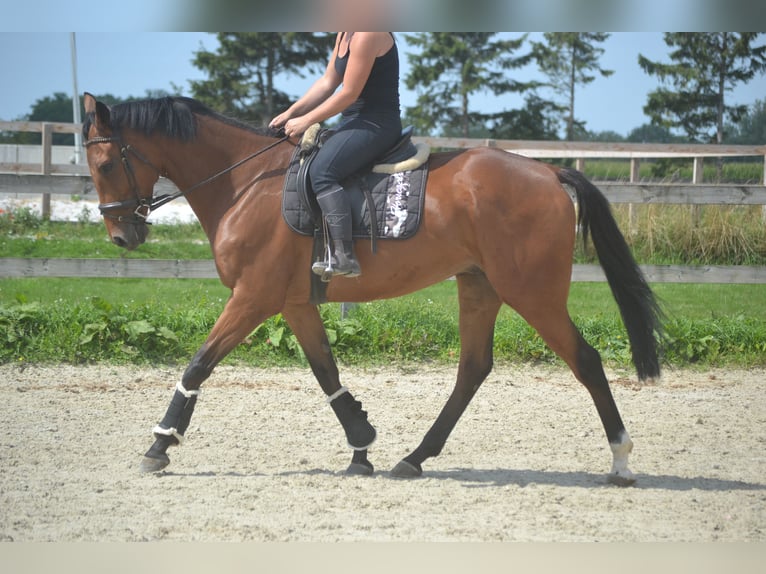 Andere Rassen Ruin 7 Jaar 168 cm Bruin in Breda