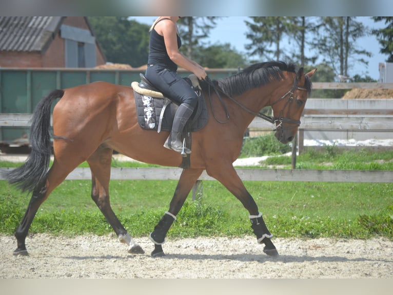 Andere Rassen Ruin 7 Jaar 168 cm Bruin in Breda
