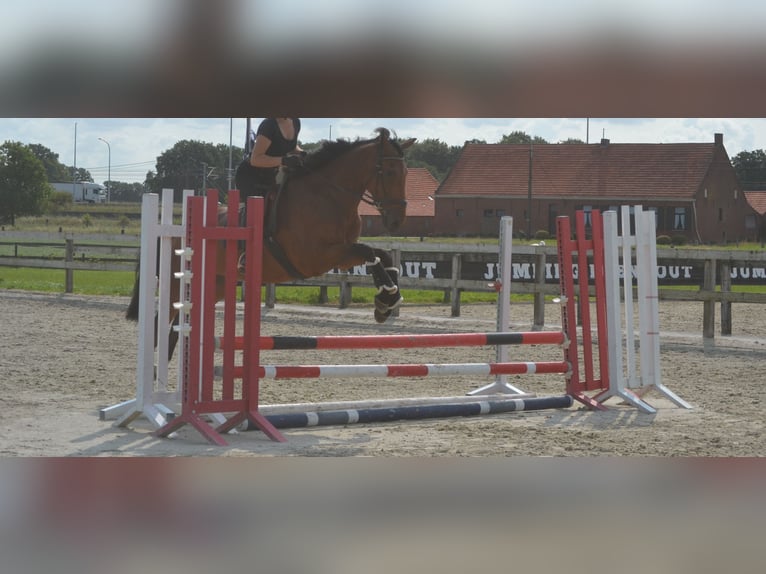 Andere Rassen Ruin 7 Jaar 168 cm Bruin in Breda