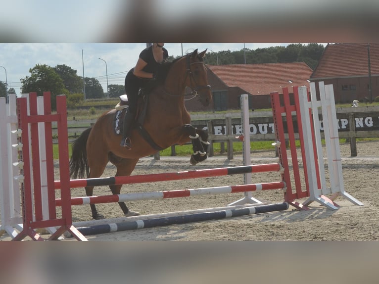 Andere Rassen Ruin 7 Jaar 168 cm Bruin in Breda