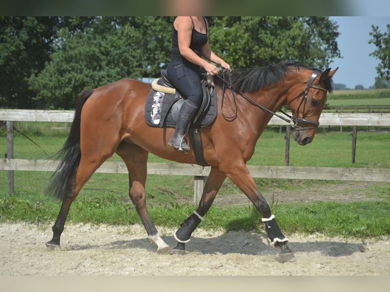 Andere Rassen Ruin 7 Jaar 168 cm Bruin in Breda