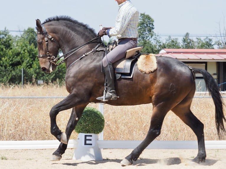 Andere Rassen Ruin 7 Jaar 170 cm Bruin in Navas Del Madro&#xF1;o